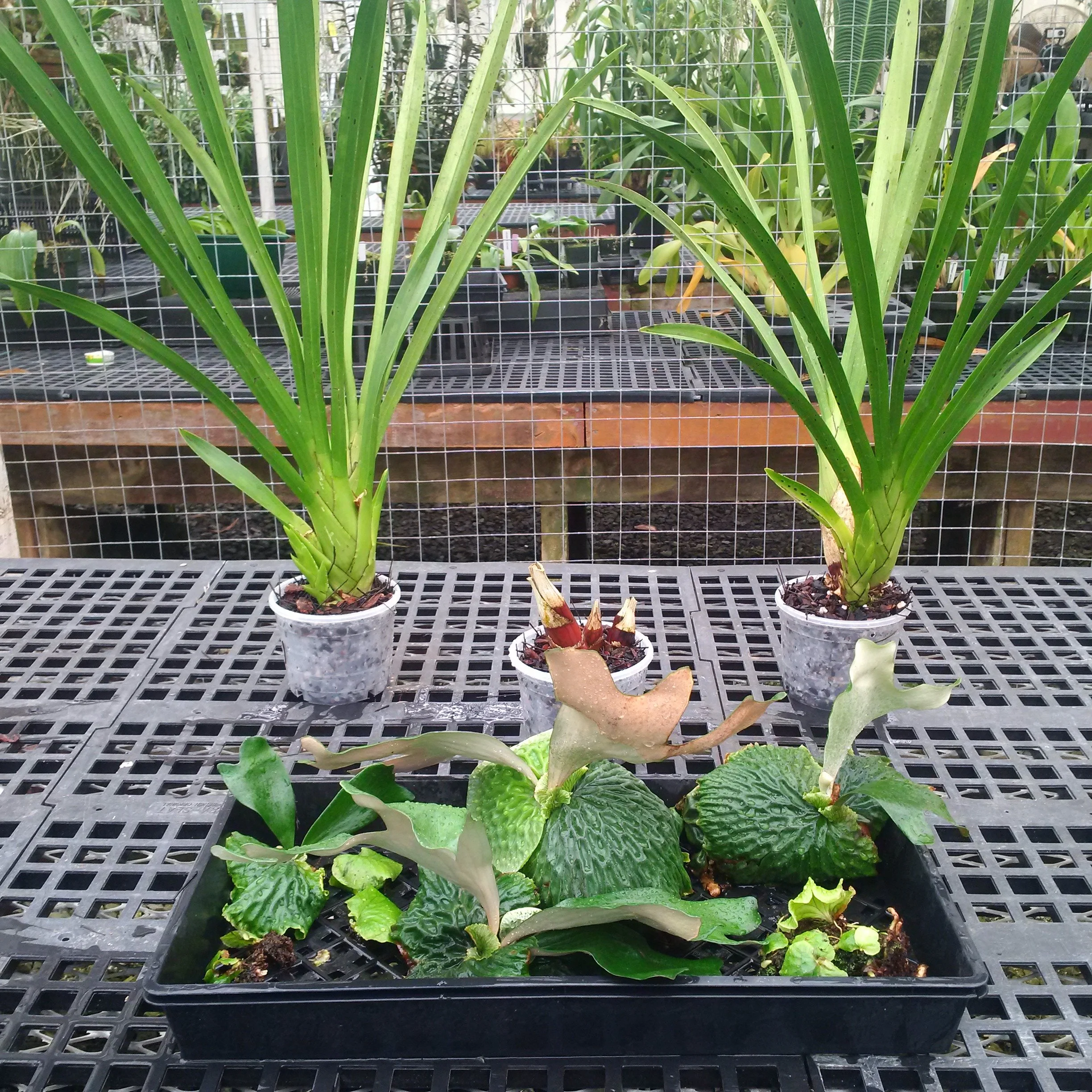 Platycerium madagascariense - Waffles and Dream — Exotica Esoterica